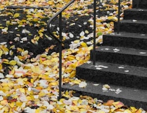 black concrete stairs with leaves thumbnail