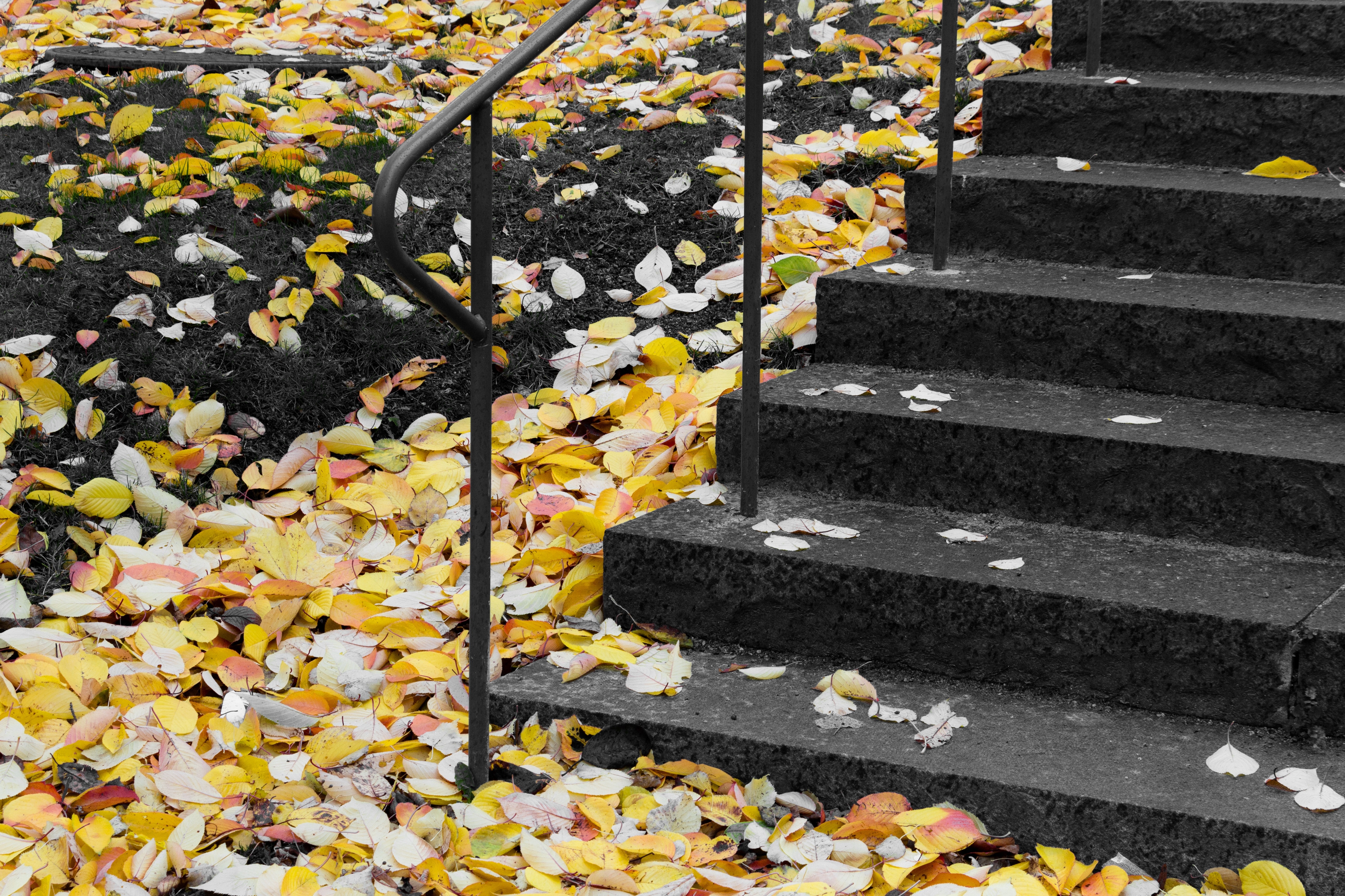 black concrete stairs with leaves