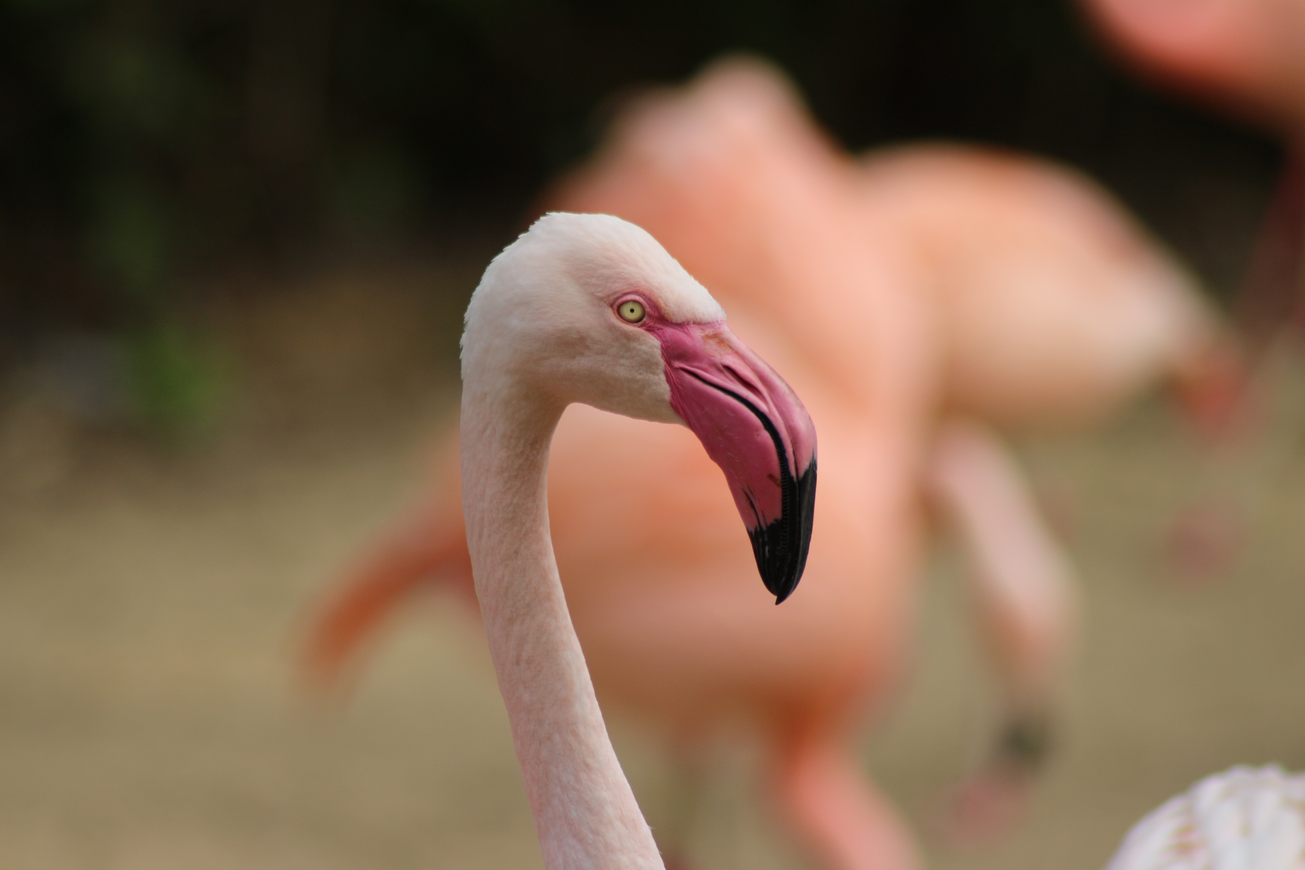 flamingo bird