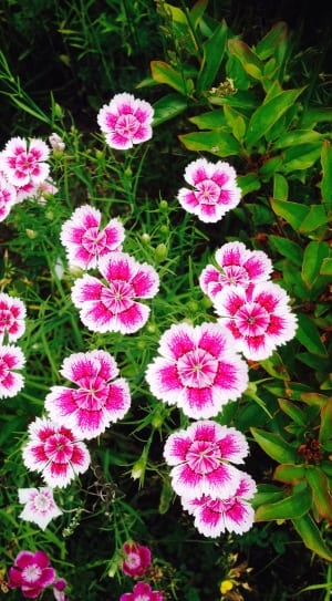 pink and white 5 petaled flower thumbnail