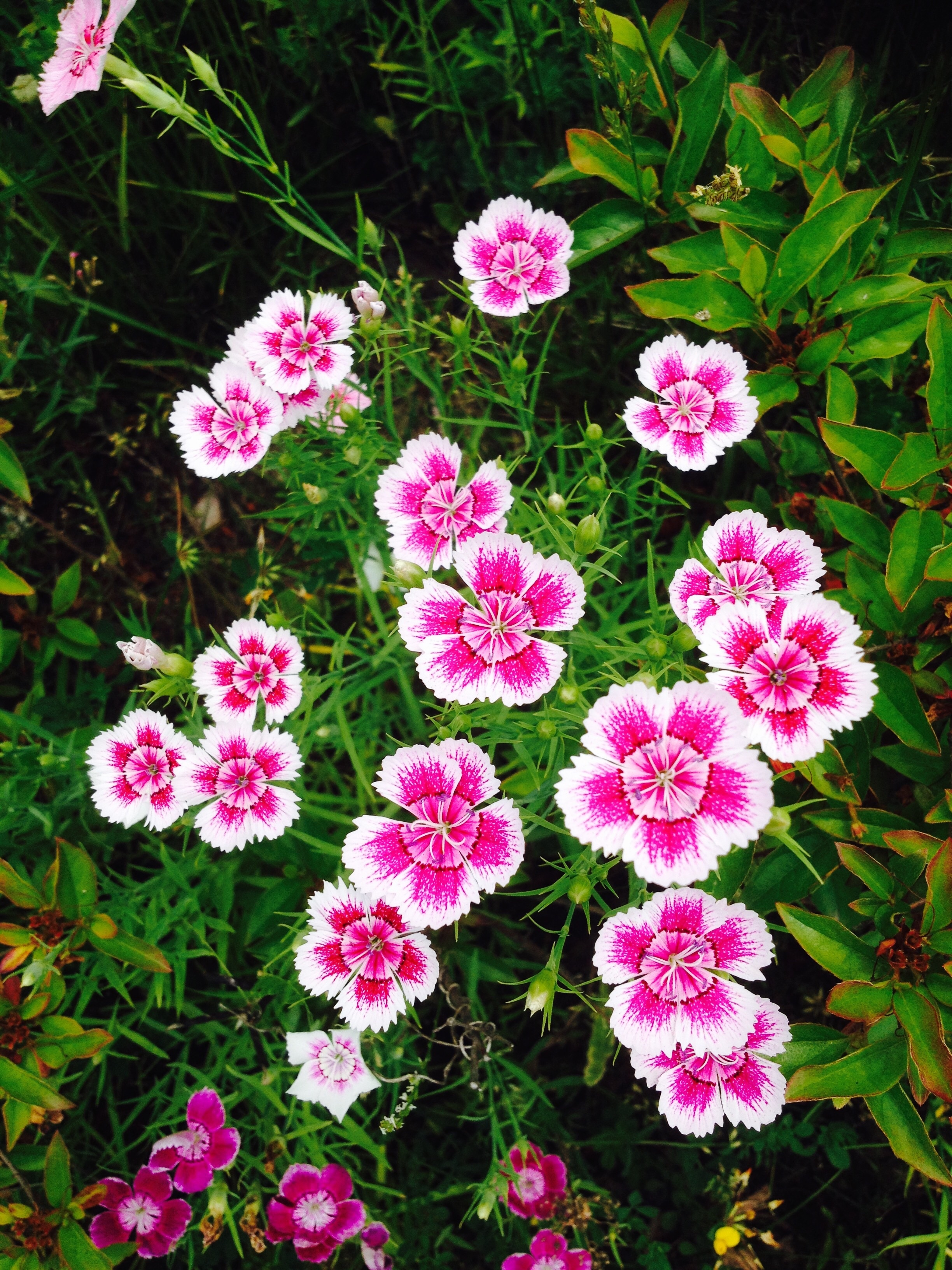 pink and white 5 petaled flower