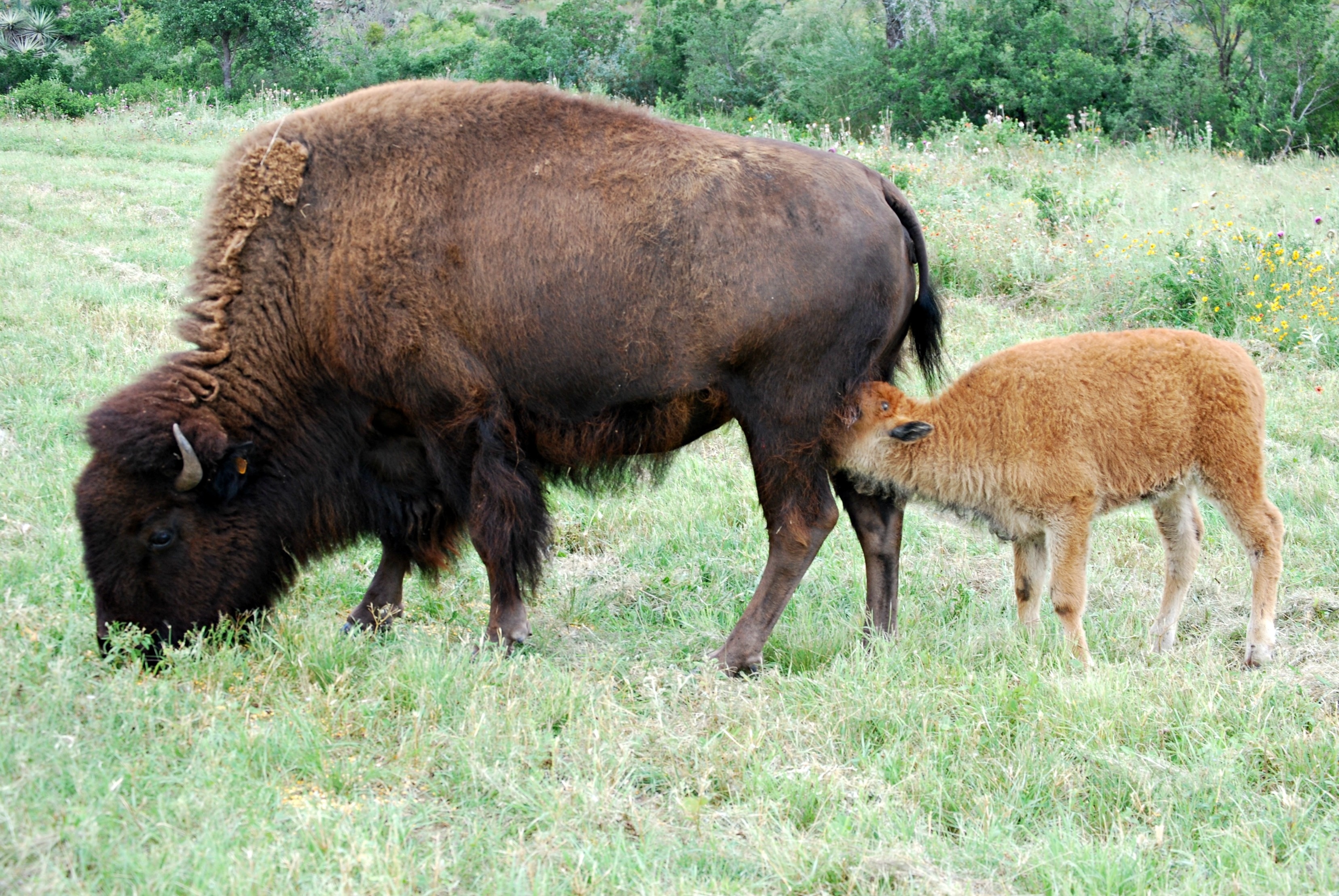 2560x1440 wallpaper | 2 buffalo | Peakpx