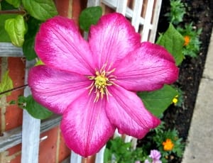 pink 6 petaled flower thumbnail