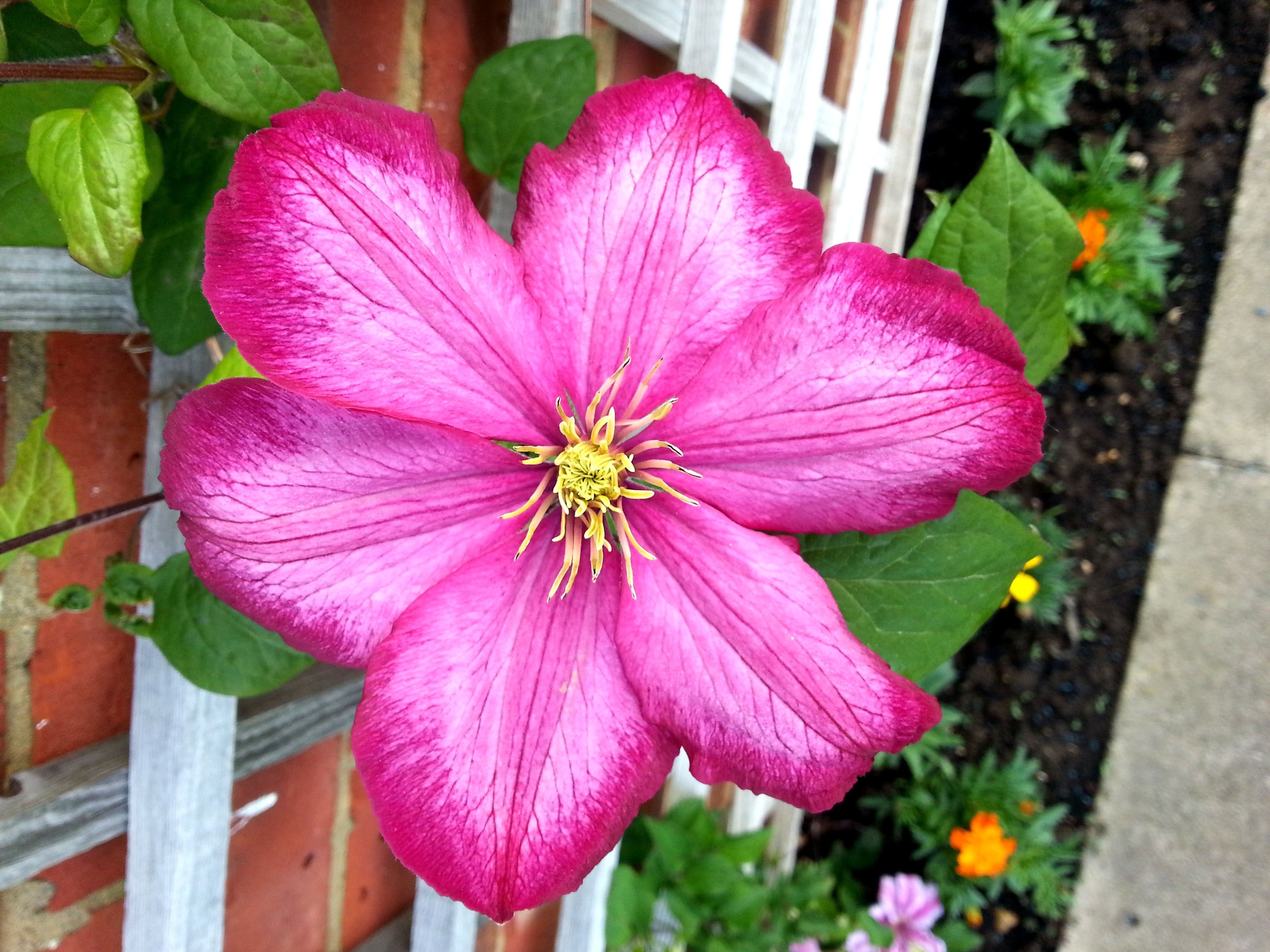 pink 6 petaled flower