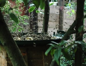 swarm of bees thumbnail