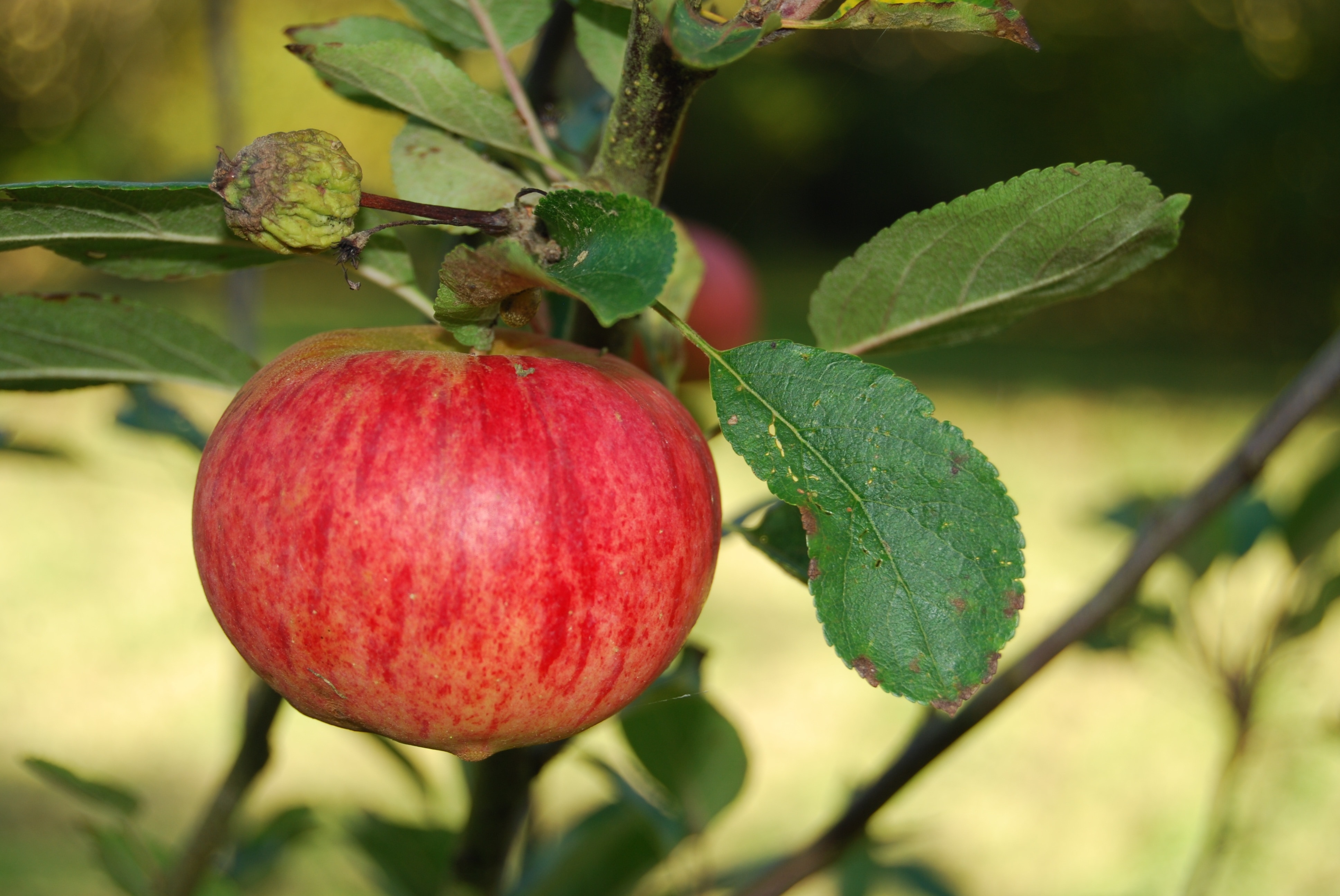 Осенние сорта яблок. Яблоня коричное полосатое дерево. Яблоко осеннее полосатое. Яблоня осеннее полосатое фото. Яблоня осеннее полосатое на ветке.