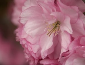 pink carnations thumbnail