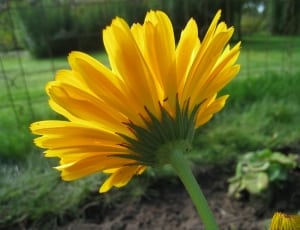 close-up photo of yellow daisy thumbnail