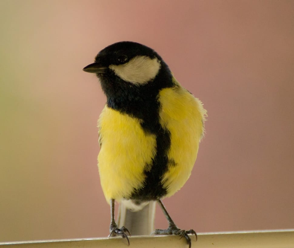 yellow and black bird preview