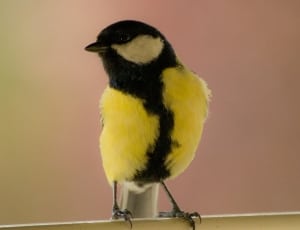 yellow and black bird thumbnail