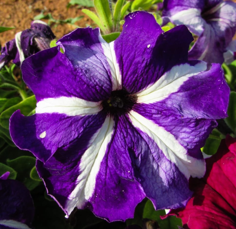 white and purple petunia preview