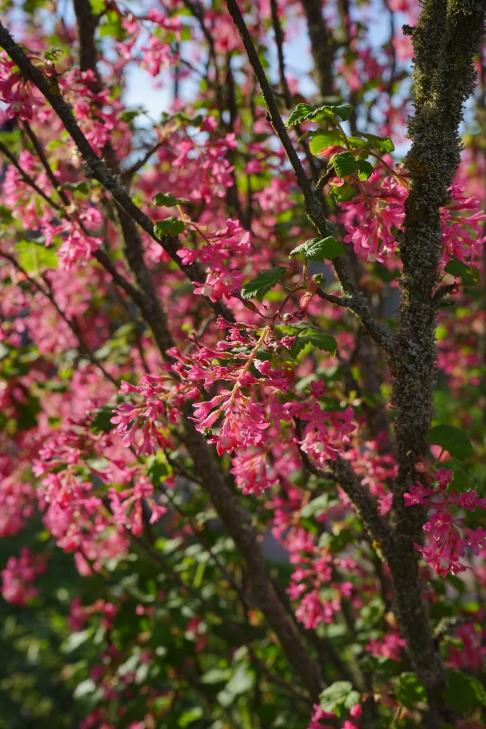 pink blossoms preview