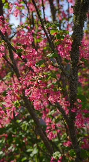pink blossoms thumbnail