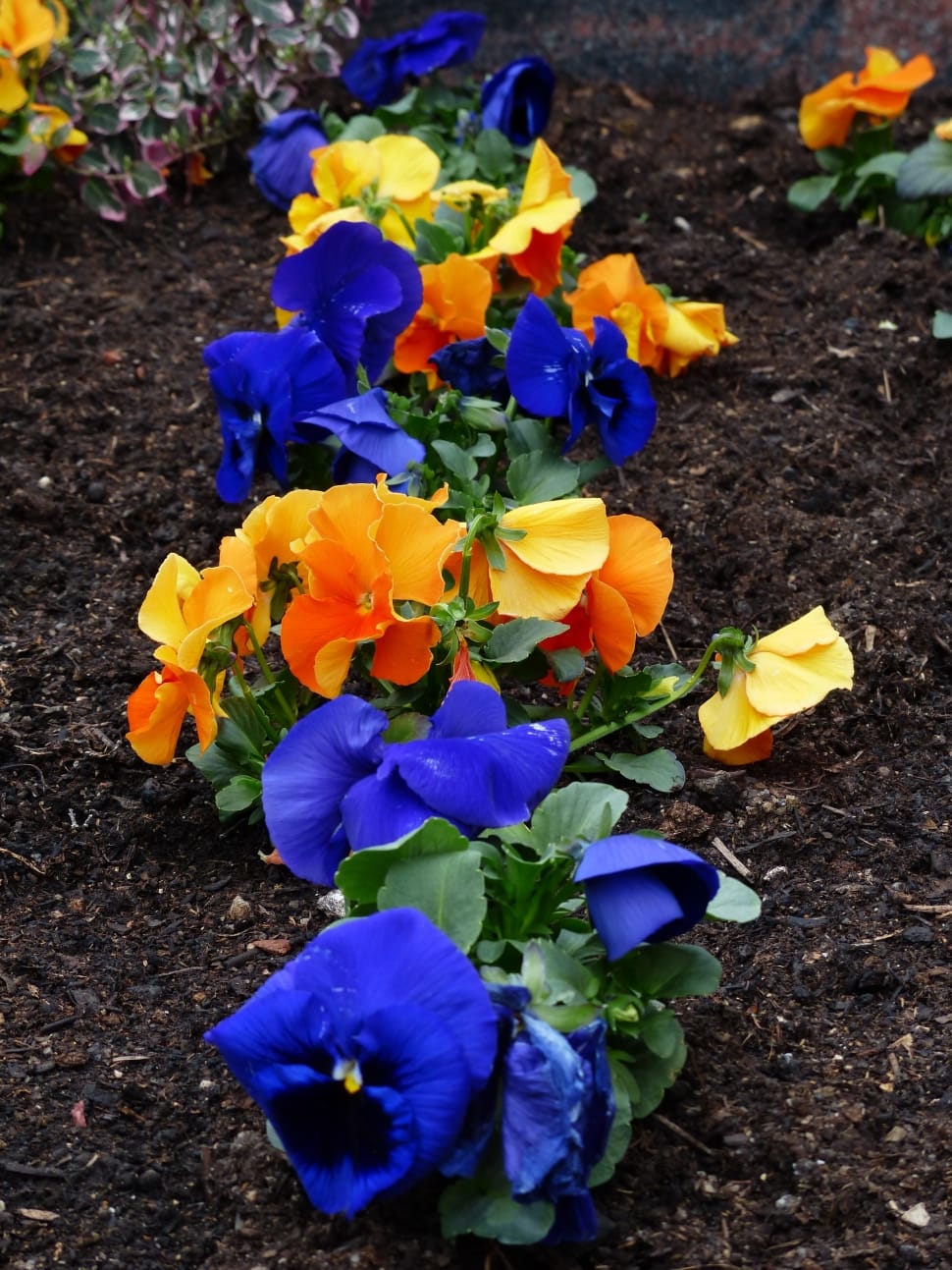 blue and yellow petal flowers lot preview
