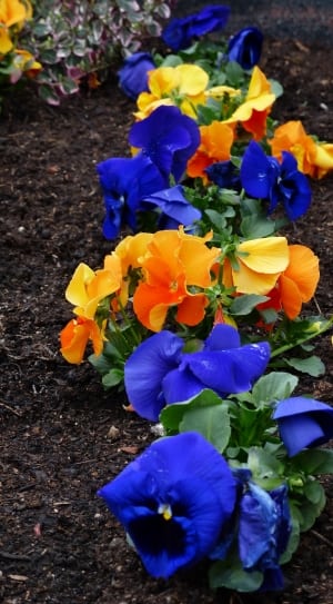 blue and yellow petal flowers lot thumbnail