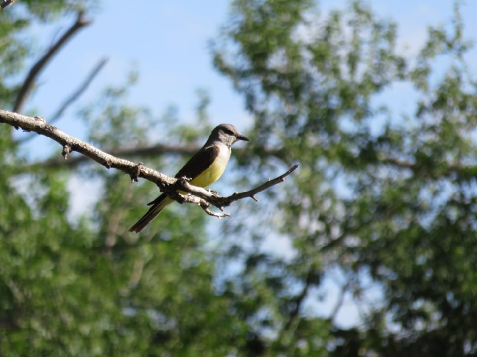 brown and yellow hummingbird preview