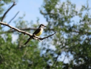 brown and yellow hummingbird thumbnail