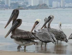 flock of pelicans thumbnail