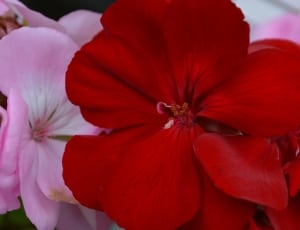 focus photography of red petaled flowers thumbnail