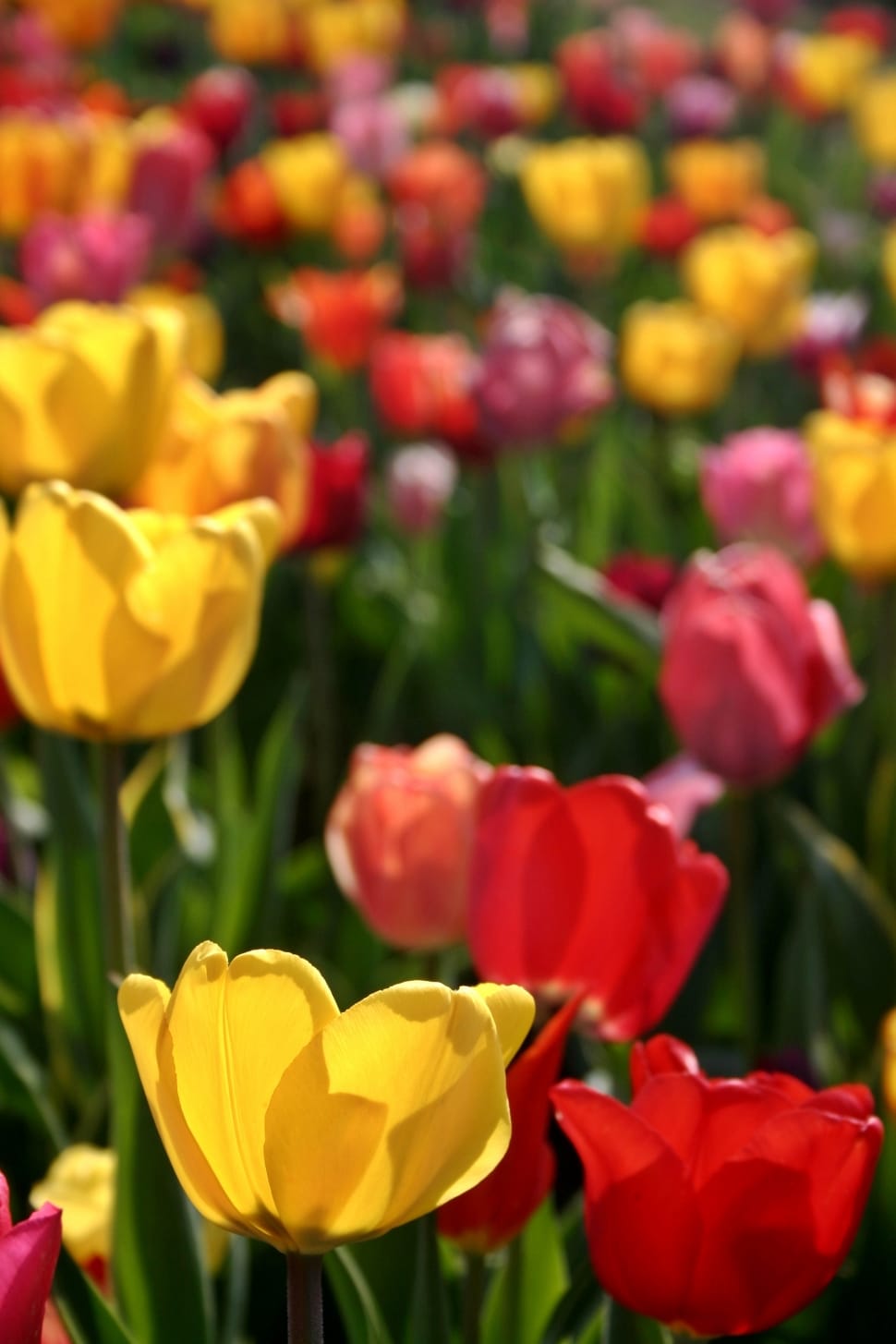 yellow and red tulips flower preview