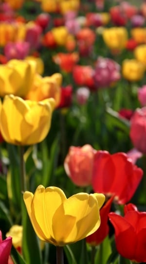 yellow and red tulips flower thumbnail