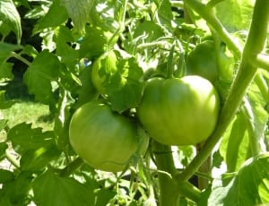 green tomato thumbnail