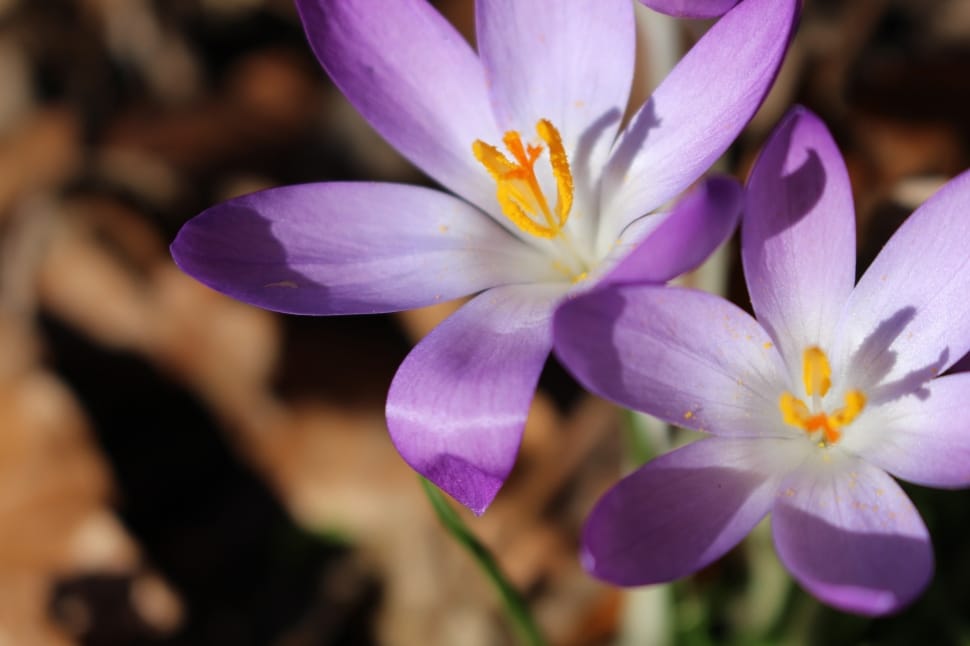 Crocus, Purple, White, Spring, Plant, flower, purple preview