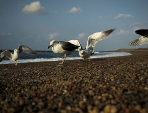 4 seagulls thumbnail