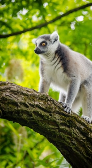brown and white lemur thumbnail