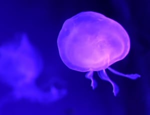 purple jellyfish thumbnail