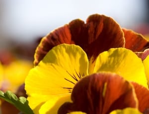 yellow and brown flowers thumbnail