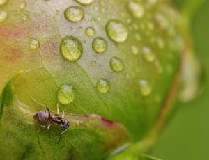 garden ant thumbnail