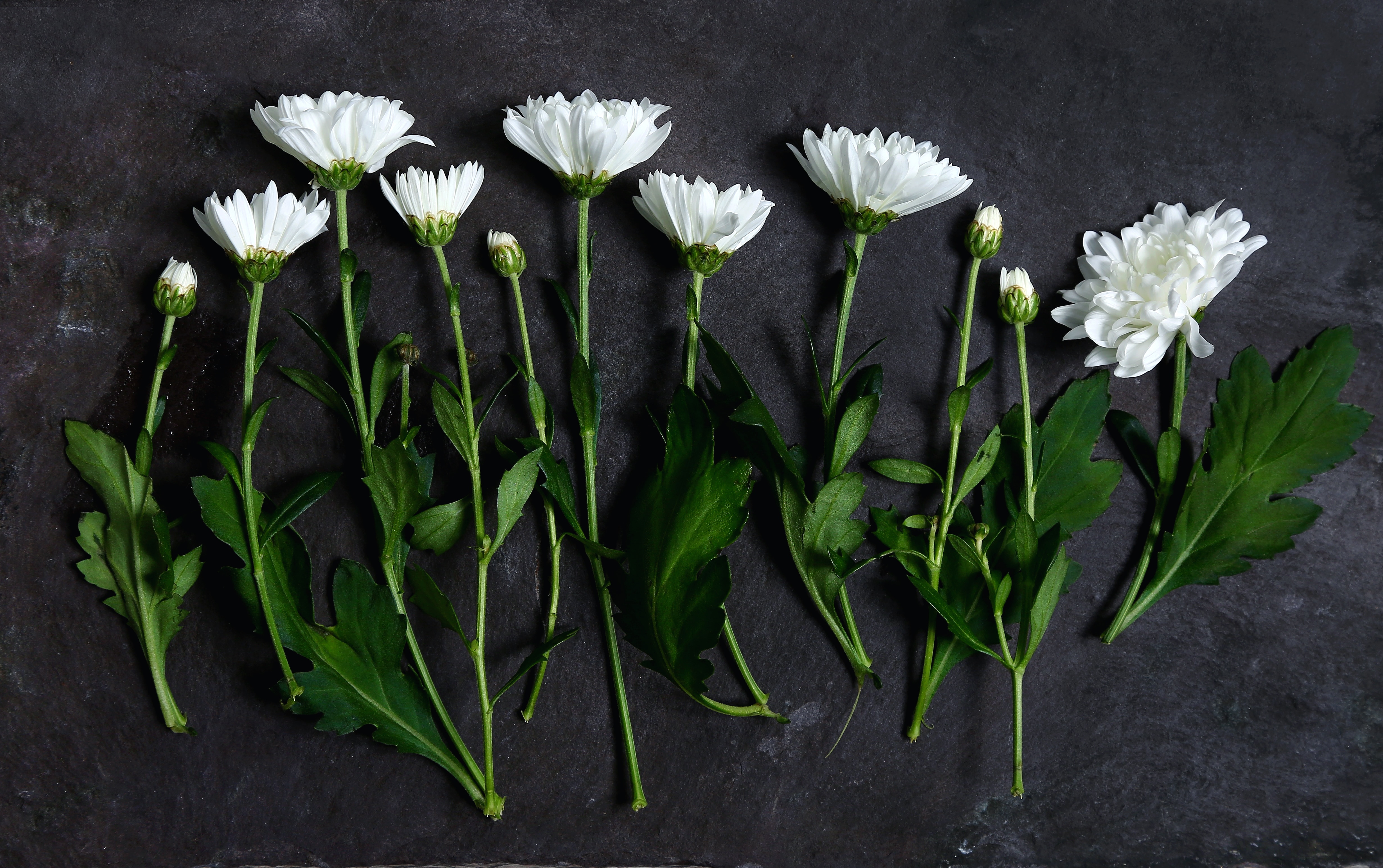 eleven white petaled flowers