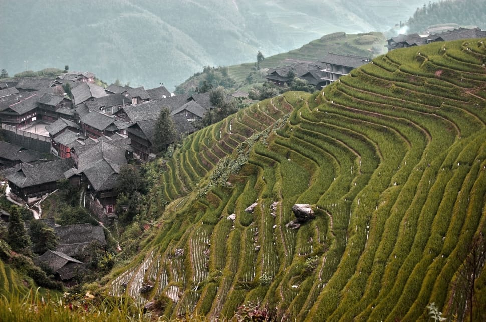 rice fields preview