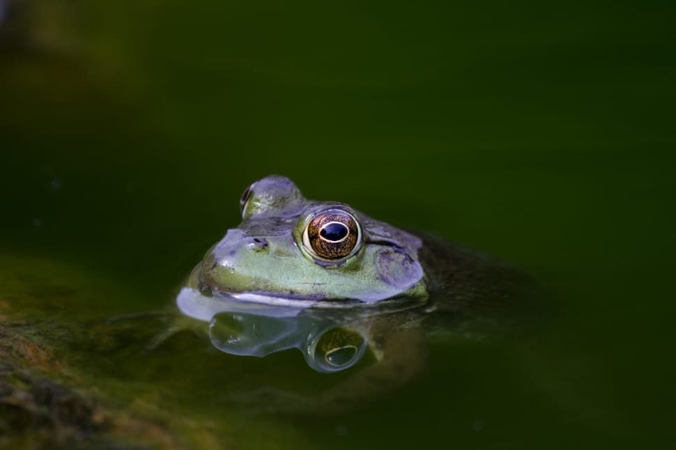 frog about to get out of body of water preview