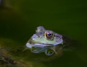 frog about to get out of body of water thumbnail