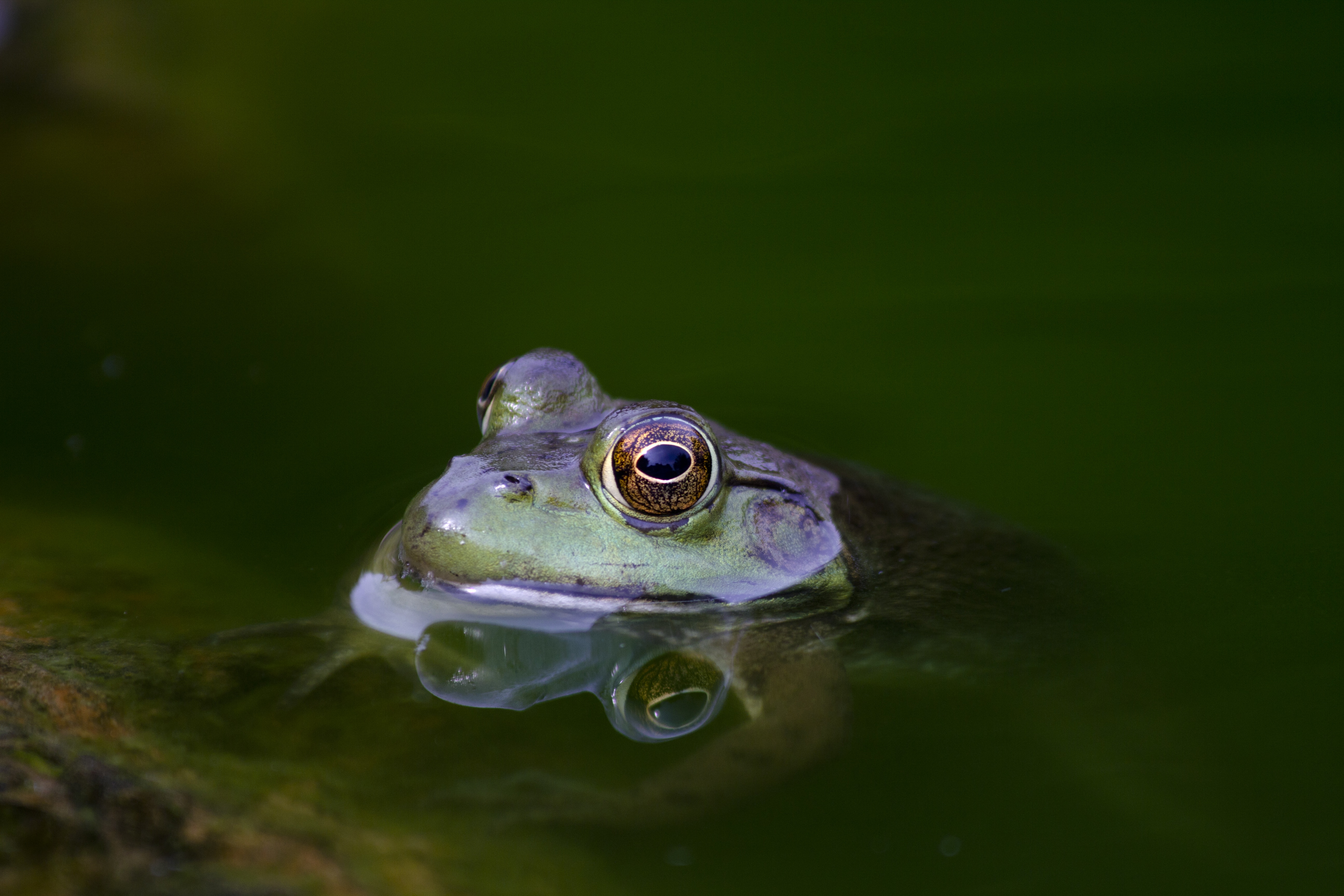 frog about to get out of body of water
