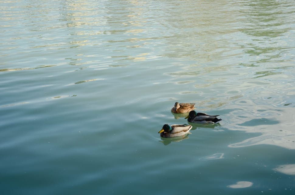 three mallard ducks on body pd water preview