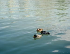 three mallard ducks on body pd water thumbnail