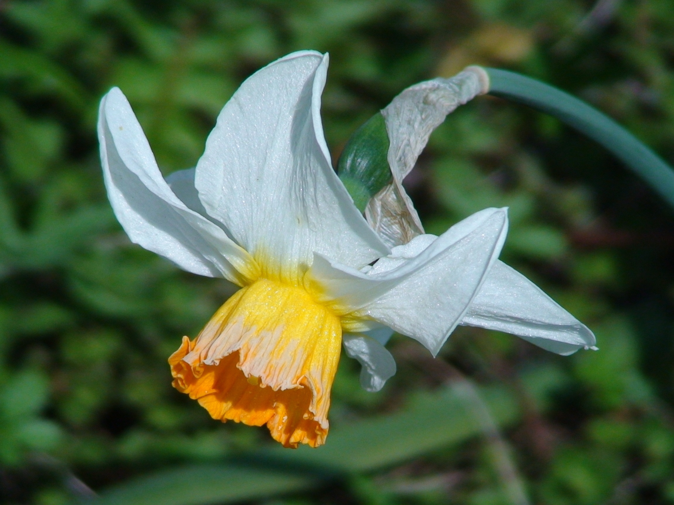 white and yellow petaled flower