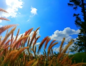 brown cattail field under white clouds blue sky during daytime thumbnail