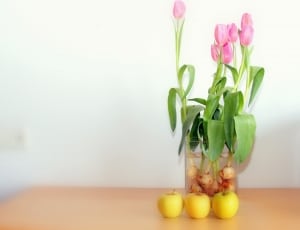 pink tulips flower thumbnail