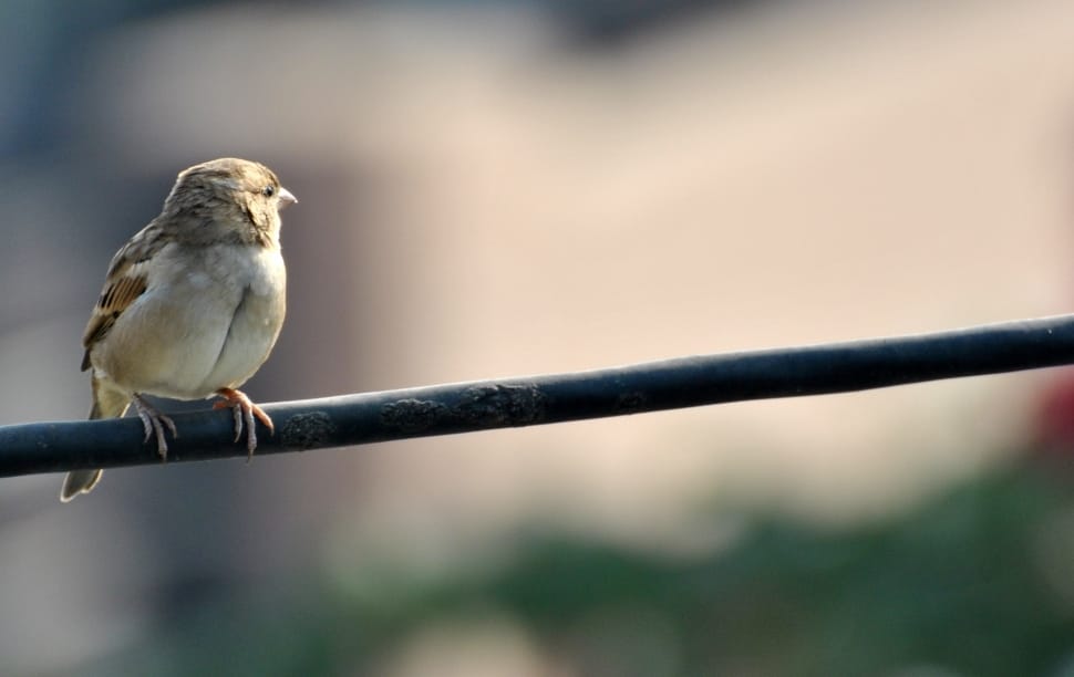 Sparrow, Bird, Brown, Sky, Fly, Birds, bird, perching preview