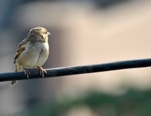 Sparrow, Bird, Brown, Sky, Fly, Birds, bird, perching thumbnail