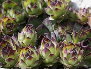 green and purple succulent thumbnail