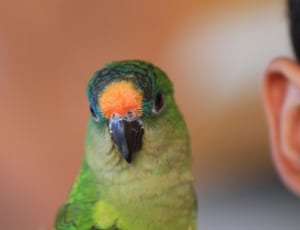 green and blue orange crowed parakeet thumbnail
