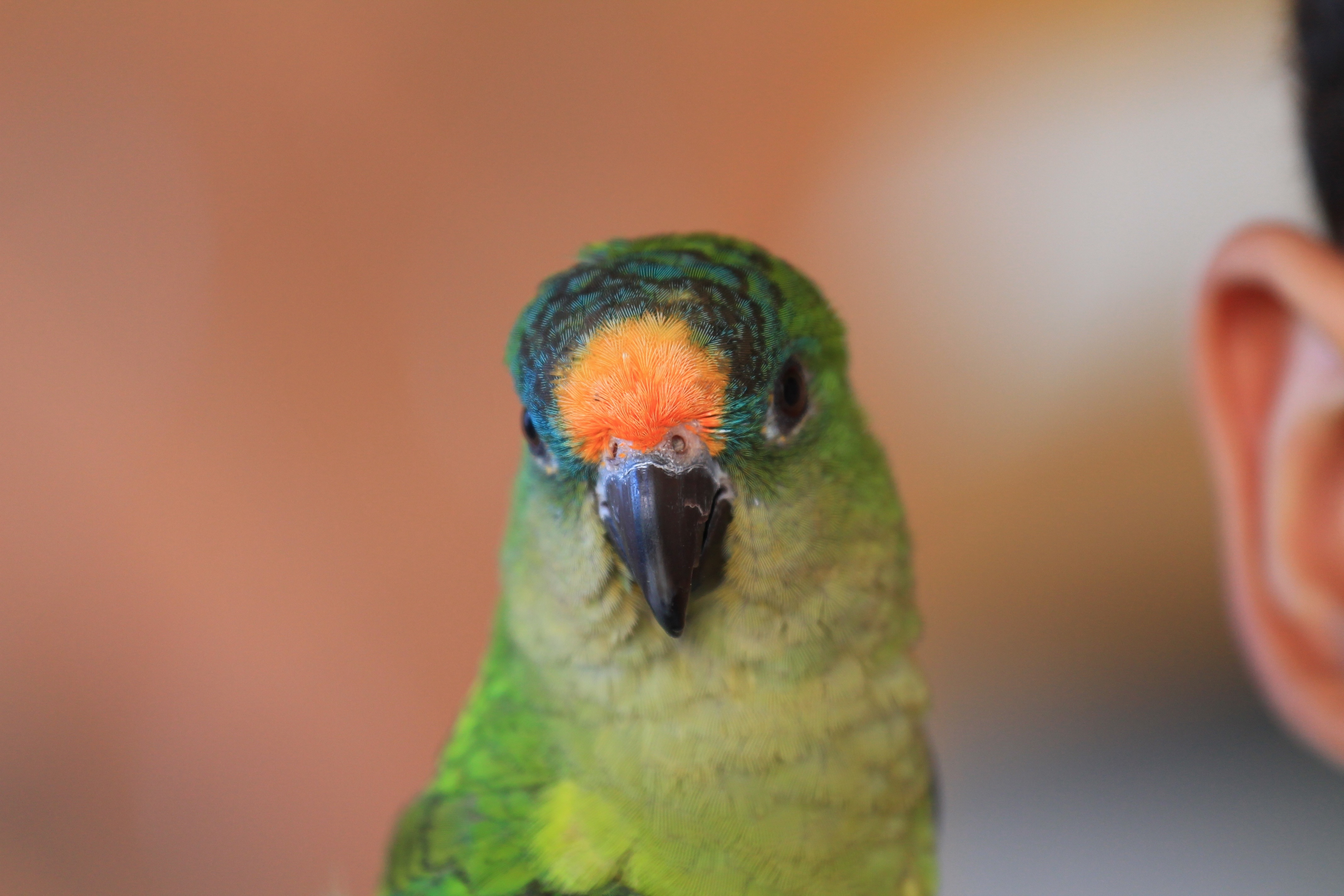 green and blue orange crowed parakeet