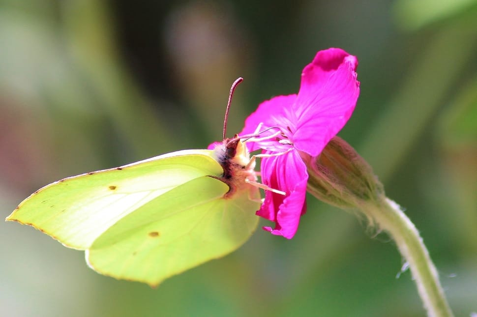 tilt shift photography of bug and pink flower preview