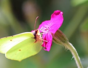 tilt shift photography of bug and pink flower thumbnail