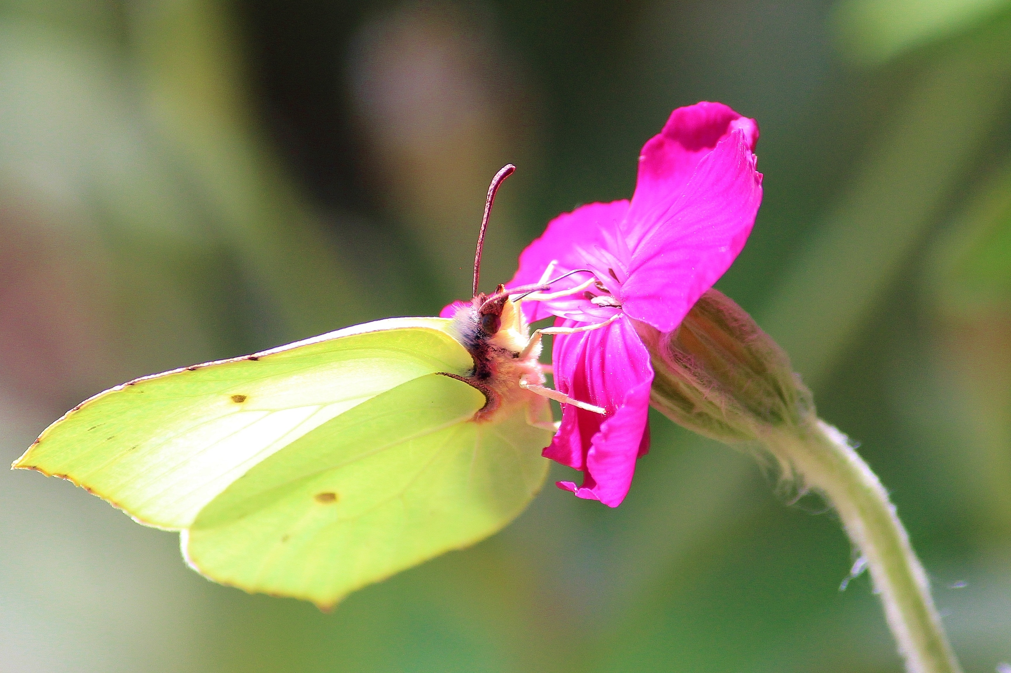 tilt shift photography of bug and pink flower